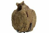 Hadrosaur (Edmontosaurus) Caudal Vertebra w/ Stand - Wyoming #377730-2